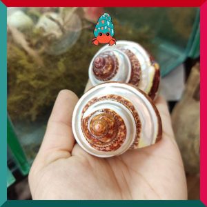 Vỏ ốc mặt trăng xanh mài lốc xoáy xà cừ cỡ xs xs+