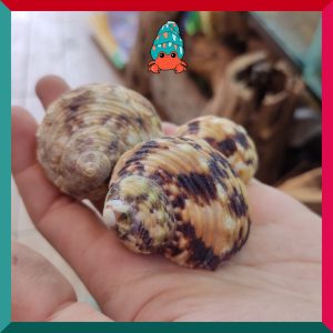 Vỏ ốc mặt trăng vàng size XS,S, M cực đẹp họa tiết ngẫu nhiên