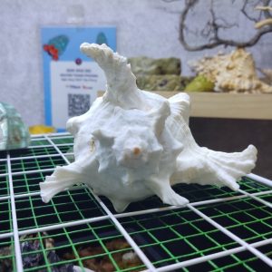 Vỏ ốc gai trắng cỡ xl 2xl 3xl trang trí bể cá cực đẹp cỡ lớn