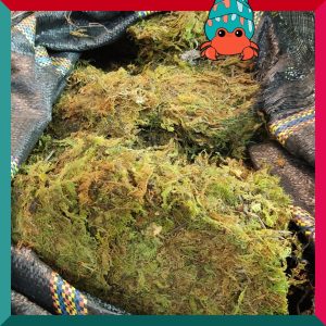 Rêu rừng khô lót nền, thức ăn cho ốc mượn hồn 100gram xanh mướt