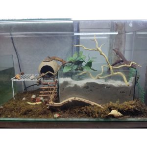 Lũa đỗ quyên loại ngắn trang trí bể cá, đồ chơi leo chèo cho ốc mượn hồn