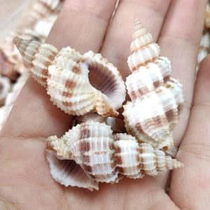 Vỏ ốc xoắn baby cực đẹp nhiều kích cỡ họa tiết ngẫu nhiên