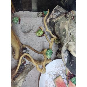 Lũa đỗ quyên loại ngắn trang trí bể cá, đồ chơi leo chèo cho ốc mượn hồn