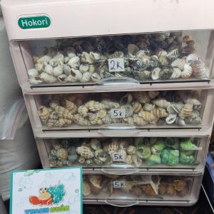 Bộ vỏ ốc trang trí đủ các kích thước giao ngẫu nhiên