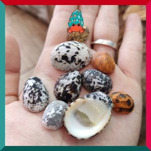 Vỏ ốc móng ngựa size baby-siêu baby họa tiết ngẫu nhiên