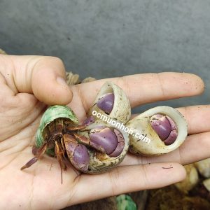 Ốc mượn hồn BREVIMANUS (màu ngẫu nhiên)