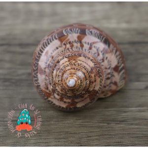 Vỏ ốc xà cừ đỏ size S M L họa tiết ngẫu nhiên