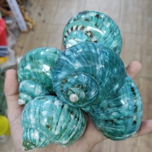 Vỏ ốc xà cừ xanh baby họa tiết ngẫu nhiên cỡ L XL 3XL
