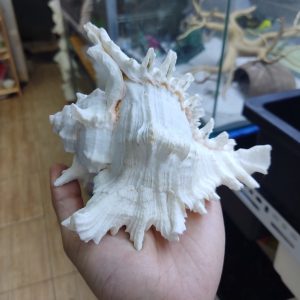 Vỏ ốc gai trắng cỡ xl 2xl 3xl trang trí bể cá cực đẹp cỡ lớn