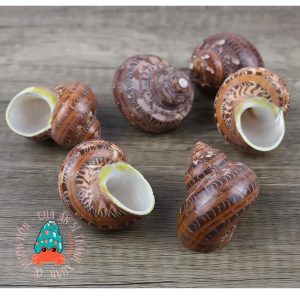 Vỏ ốc xà cừ đỏ size S M L họa tiết ngẫu nhiên