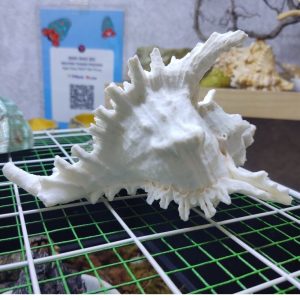 Vỏ ốc gai trắng cỡ xl 2xl 3xl trang trí bể cá cực đẹp cỡ lớn