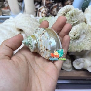 Vỏ ốc mặt trăng xanh mài lốc xoáy xà cừ cỡ xs xs+