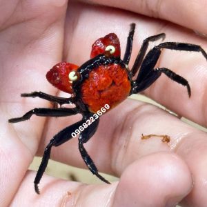 Cua Vampire - cua ma cà rồng