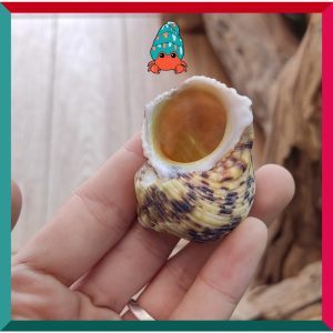 Vỏ ốc mặt trăng vàng size XS,S, M cực đẹp họa tiết ngẫu nhiên