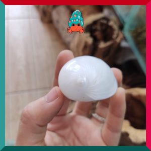 Vỏ ốc Mỡ trắng size XS-S-M cực đẹp