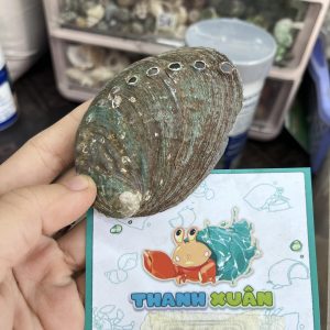 Bát ăn cho ốc mượn hồn nhỏ vân xà cừ lấp lánh 6-7cm