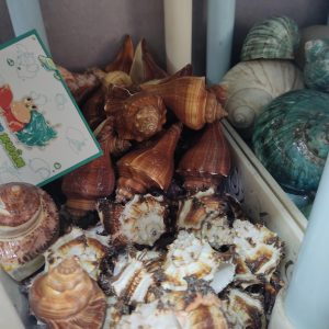 Bộ vỏ ốc trang trí đủ các kích thước giao ngẫu nhiên