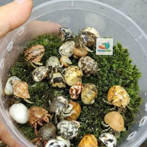 Combo 20 OMH siêu mini họa tiết ngẫu nhiên xinh xắn