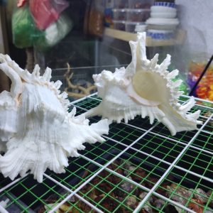 Vỏ ốc gai trắng cỡ xl 2xl 3xl trang trí bể cá cực đẹp cỡ lớn