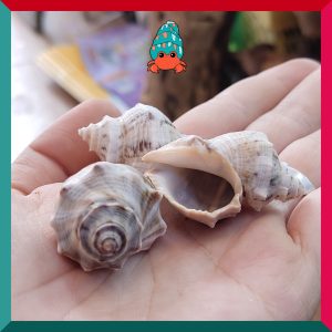 Vỏ ốc voi size baby, xs cực đẹp họa tiết ngẫu nhiên