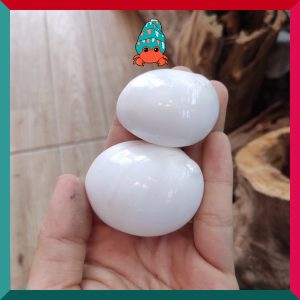 Vỏ ốc Mỡ trắng size XS-S-M cực đẹp