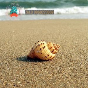 Vỏ ốc ngô Hàn Quốc size M dành cho violasen và phụ kiện chụp ảnh cực xinh