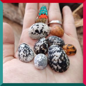 Vỏ ốc móng ngựa size baby-siêu baby họa tiết ngẫu nhiên