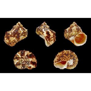 Vỏ ốc mặt trăng vàng size XS,S, M cực đẹp họa tiết ngẫu nhiên