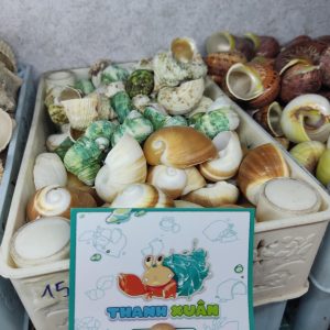 Bộ vỏ ốc trang trí đủ các kích thước giao ngẫu nhiên