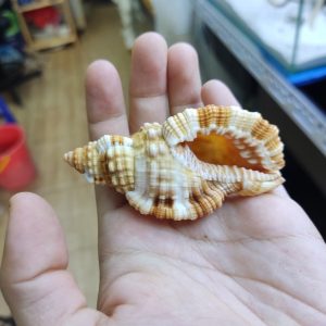 Vỏ ốc mỏ két cỡ xs, s trang trí bể cá, phụ kiện chụp ảnh đẹp