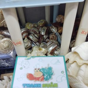 Bộ vỏ ốc trang trí đủ các kích thước giao ngẫu nhiên