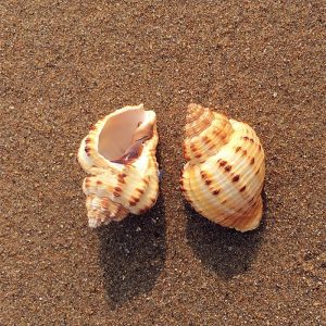 Vỏ ốc ngô Hàn Quốc size M dành cho violasen và phụ kiện chụp ảnh cực xinh