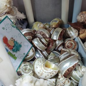 Bộ vỏ ốc trang trí đủ các kích thước giao ngẫu nhiên