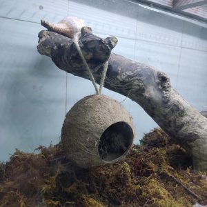 Gáo dừa thang handmade thiết kế dành cho ốc mượn hồn, sóc bay, chuột hamters, pet cưng