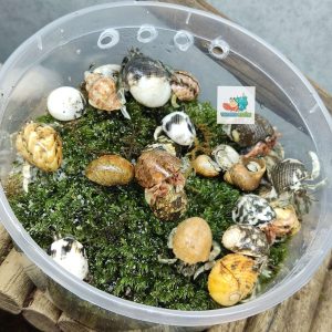 Combo 20 OMH siêu mini họa tiết ngẫu nhiên xinh xắn