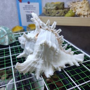 Vỏ ốc gai trắng cỡ xl 2xl 3xl trang trí bể cá cực đẹp cỡ lớn