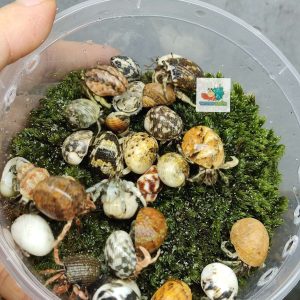 Combo 20 OMH siêu mini họa tiết ngẫu nhiên xinh xắn