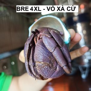 Ốc mượn hồn BREVIMANUS size KHỔNG LỒ
