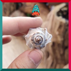 Vỏ ốc voi size baby, xs cực đẹp họa tiết ngẫu nhiên