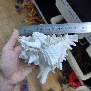 Vỏ ốc gai trắng cỡ xl 2xl 3xl trang trí bể cá cực đẹp cỡ lớn