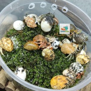 Combo 20 OMH siêu mini họa tiết ngẫu nhiên xinh xắn