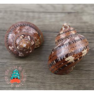 Vỏ ốc xà cừ đỏ size S M L họa tiết ngẫu nhiên