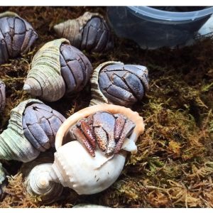 Rêu rừng khô lót nền, thức ăn cho ốc mượn hồn 100gram xanh mướt