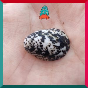 Vỏ ốc móng ngựa size baby-siêu baby họa tiết ngẫu nhiên