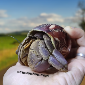 Ốc mượn hồn BREVIMANUS (màu ngẫu nhiên)
