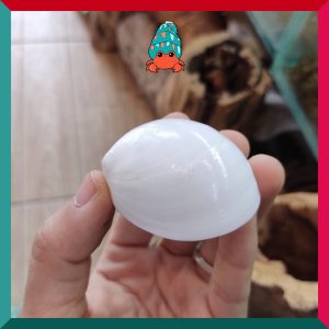 Vỏ ốc Mỡ trắng size XS-S-M cực đẹp