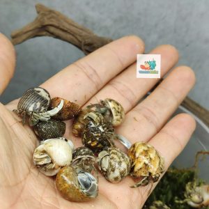 Combo 20 OMH siêu mini họa tiết ngẫu nhiên xinh xắn