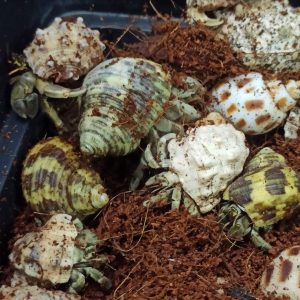 Ốc mượn hồn RUGO xinh xắn