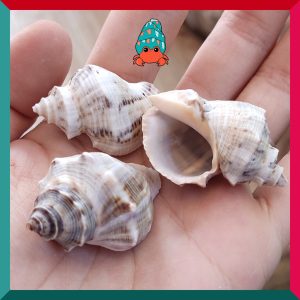 Vỏ ốc voi size baby, xs cực đẹp họa tiết ngẫu nhiên