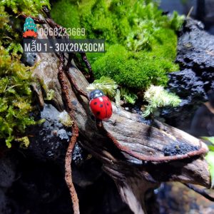 Bể bán cạn nuôi cua ma cà rồng kích thước 30x20x30 - mẫu 01